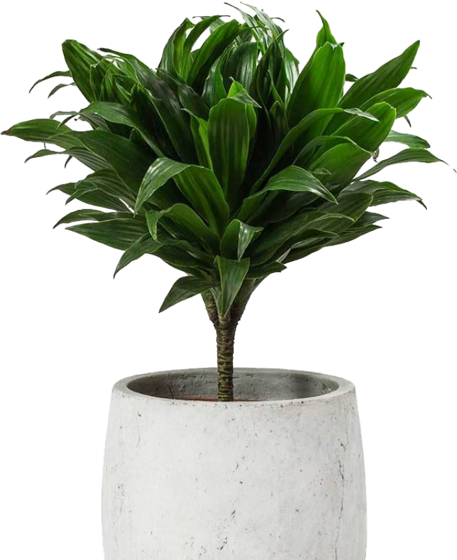 Home Plants