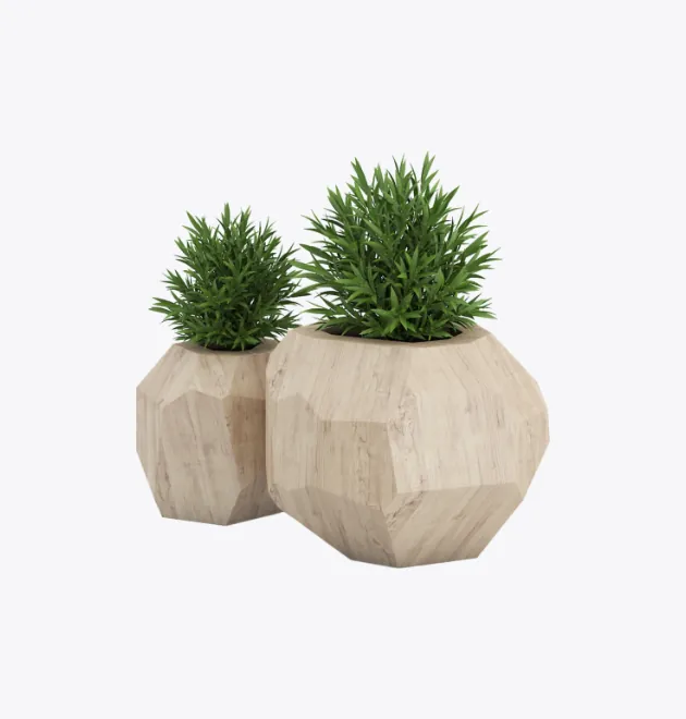 Office Plants