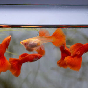 princeaquarium_ALBINO_FULLRED_GUPPY