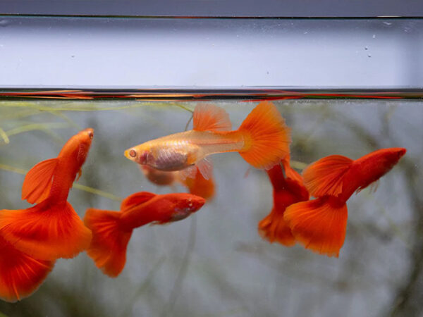 princeaquarium_ALBINO_FULLRED_GUPPY