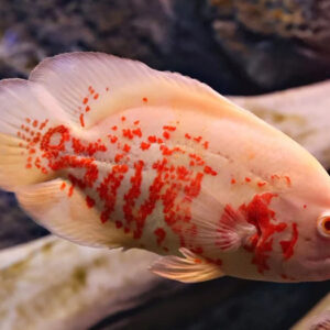 princeaquarium_ALBINO_OSCAR_3Inch