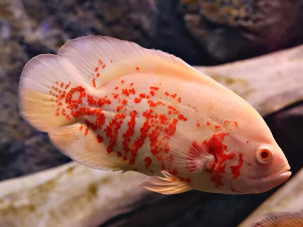 princeaquarium_ALBINO_OSCAR_3Inch