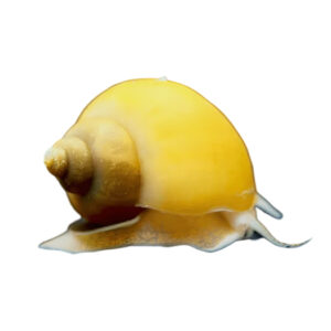 princeaquarium_APPLE_SNAIL