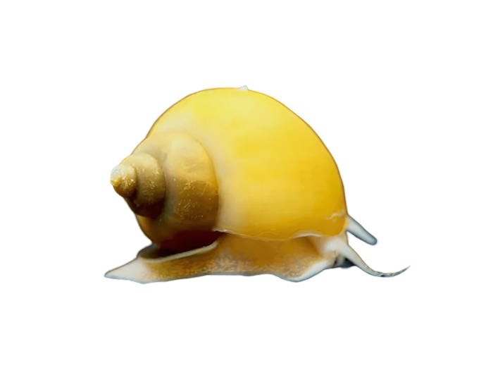 Snail