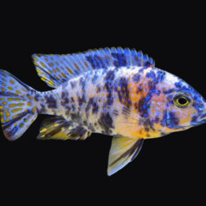 princeaquarium_BICOLOUR_CICHILD_3Inch