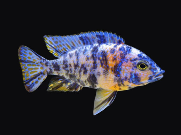 princeaquarium_BICOLOUR_CICHILD_3Inch