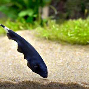 princeaquarium_BLACK_GHOST_3TO4inch