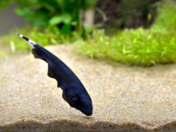 princeaquarium_BLACK_GHOST_3TO4inch