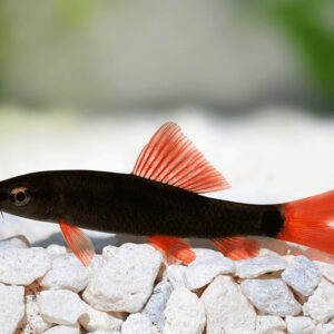 princeaquarium_BLACK_RAINBOW_SHARK