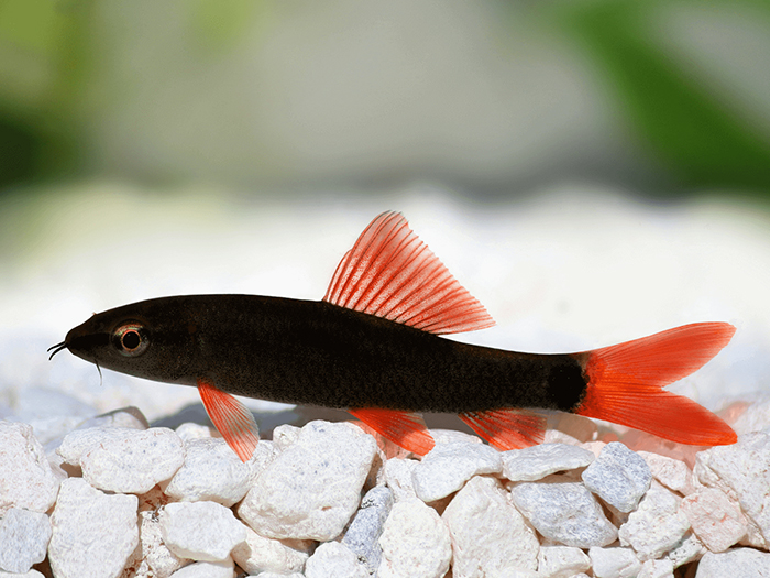 Fish