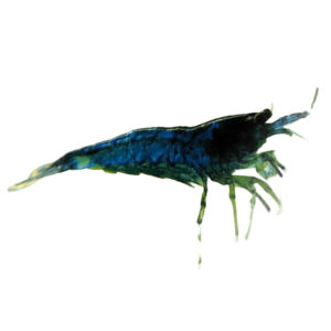 princeaquarium_BLUE_SHRIMP