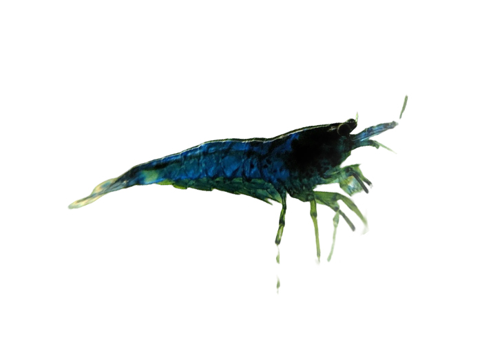 Shrimp