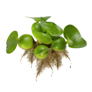 princeaquarium_Water_Hyacinths