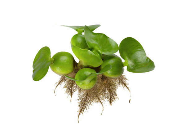 princeaquarium_Water_Hyacinths