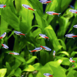 princeaquarium_neon_tetra