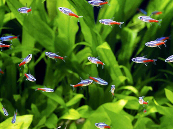 princeaquarium_neon_tetra